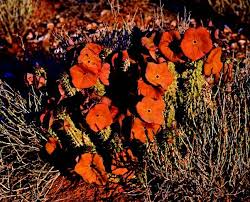 Image result for Kohautia cynanchica