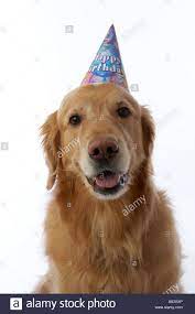 Golden Retriever Dog Wearing Birthday Hat Stock Photo Royalty Dogs Golden Retriever Golden Retriever Retriever Dog