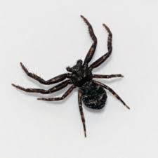 Spiders In Canada Species Pictures