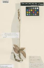 Image result for Brachycorythis rhodostachys