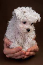 Super Cute Poodle 09 Cute Animals Poodle Puppy Cute Dogs