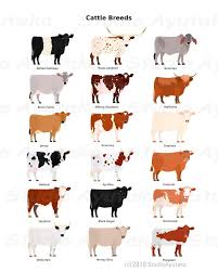 Vaious Breezes Of Cows Chart Various Cattle Varieties Svg Etsy In 2020 Cow Illustration Cow Painting Illustrations And Posters