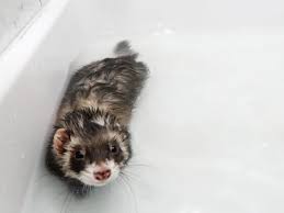 The original baby neck float for babies 2+ weeks. Bathing Ferret Guide Should You Bathe A Ferret How Often