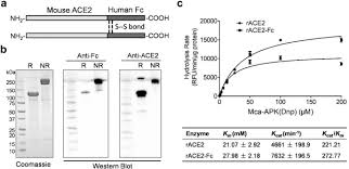 Form compact clusters outperform those that do, and where defectors are able to. Novel Ace2 Fc Chimeric Fusion Provides Long Lasting Hypertension Control And Organ Protection In Mouse Models Of Systemic Renin Angiotensin System Activation Kidney International