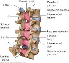 Vertebrae separated by intervertebral discs. Bones Of The Lumbar Spine And Pelvis
