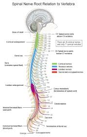 The Nervous System