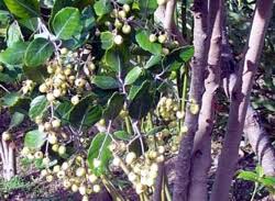 Image result for Curtisia dentata