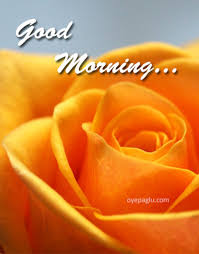 Good morning images with rose flowers hd download. 50 Good Morning Flower Images Free Download Hd