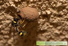 Maybe you would like to learn more about one of these? Les Guepes Potieres Ou Maconnes