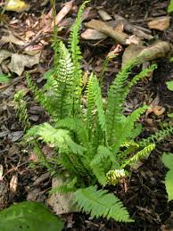 Image result for Asplenium laurentii