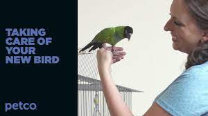 How To Care For A New Pet Bird (Petco) - Youtube