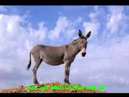 بعدها بقليل شعرت بألم شديد بمؤخرتي و فتحة مهبلي وزاد الألم فراجعت دكتورة نسائية ولا أدري مالذي حصل لمؤخرتي فاذا بالدكتورة تقول العمى بئلبو زوجك حمار قلت ليش قالت طيزك. Ø´Ø§Ø¹Ø± ÙŠÙ…Ù†ÙŠ ÙŠØ³Ø¨ Ù†ÙØ³Ù‡ Ø´Ø¹Ø± Ù…Ø¶Ø­Ùƒ Youtube