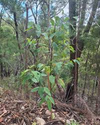 Image result for Eucalyptus botryoides