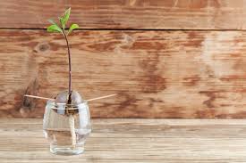 Check spelling or type a new query. 18 Fruits And Veggies You Can Propagate At Home