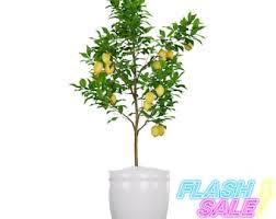 Image result for Corallocarpus welwitschii