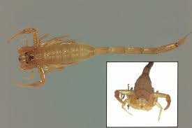 One of the more infamous varieties of dangerous scorpions roaming the american southwest is the arizona bark scorpion (centruroides sculpturatus). What S Eating You Bark Scorpions Centruroides Exilicauda And Centruroides Sculpturatus Mdedge Dermatology