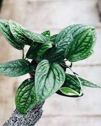 As with many other monstera species, it has. Monstera Siltepecana Peru Monstera Peru Monstera Karstenianum Houseplant Aesthetic