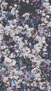 1242x2208 iphone x, iphone xs, iphone 11 pro: 900 Floral Iphone Wallpapers Ideas Iphone Wallpaper Floral Iphone Flower Wallpaper
