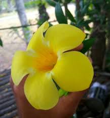 Bunga melati terdiri dari 3 warna yaitu kuning, pink dan putih. Beautiful Yellow Flowers Bunga Berwarna Kuning Yang Indah Steemit