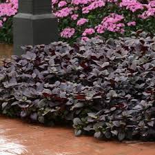 Faça sua escolha entre diversas cenas semelhantes. Purple Prince Plant New Southwest Florida Royalty Artistree Artistree