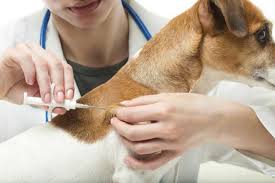Track your cat where ever you are, and where ever your cat is! Gps Versus Microchip Technology Which Tracks Pets Better