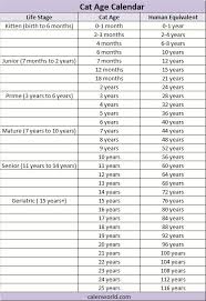 Cat ages in human years. Cat Age Calendar Cat Age Calculator Cat Age Converter