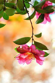 Camellia Sasanqua Beautiful Flowers Flowers Nature Flowers Photography