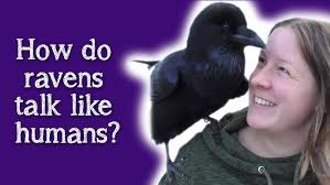 What is the difference between a raven and crow?