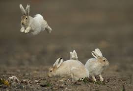 Share your passion for birds, wildlife & all things nature with the rspb community. Arctic Hares Arctic Hare Hare Pet Rabbit