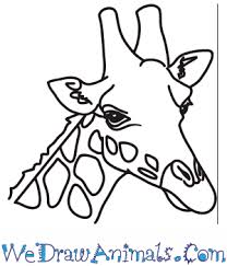 In just 17 simple steps, you will learn how to draw a realistic giraffe image from scratch. How To Draw A Giraffe Head