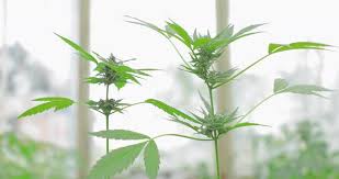 This allows your plants to be in the vegetative stage during the summer months. Cannabis Female Plant Indica Or Sativa Dominant Hybrid In Early Flowering Stage By Slavamishura