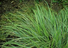 Image result for Carex mannii