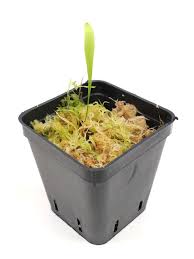 Image result for Utricularia reflexa