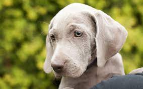 Download Wallpapers Weimaraner Light Gray Puppy Cute Dogs 4k Pets Dogs Besthqwallpapers Com Training Your Dog Very Cute Puppies Pet Dogs