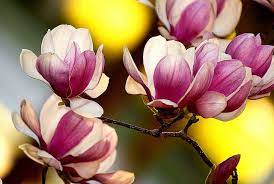 Lsu Japanese Magnolias Japanese Magnolia Beautiful Flowers Garden Magnolia
