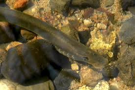 Wir haben neun spannende und interesse fakten zum fisch zusammengesucht. Neunaugen Nabu Schleswig Holstein