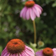 Buy perennial plants & seedlings and get the best deals at the lowest prices on ebay! Ireland S Preferred Perennials Horticultureconnected Ie