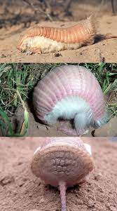 Pink Fairy Armadillo Pink Fairy Armadillo Fairy Armadillo Rare Animals