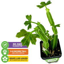 Image result for Cissus quadrangularis