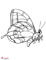 Sunteți în căutarea unei planșe de colorat cu fluturi? PlanÈ™e De Colorat Cu Buburuze Fluturi Educatie Inmures Ro Facebook