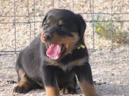 2,947 likes · 3 talking about this. Rottweiler Puppies In Arizona