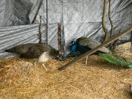 Bird animal feather plumage nature colorful butterfly peacock feather peacock butterfly. Peacock Color Genetics Minifluffs Caviary