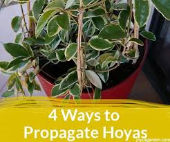 Water propagation doesn't always work for some hoya species; 4 Ways To Propagate Hoyas 5 Steps With Pictures Instructables