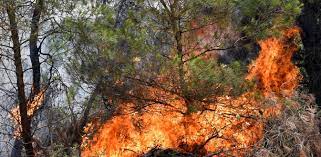 Μεγάλη φωτιά καίει δασική έκταση στην περιοχή ζήρια του δήμου αιγιαλείας. Fwtia Sthn Axaia Kaigetai 3ana H Perioxh Zhria Ekkenwnontai Oikismoi E8nos