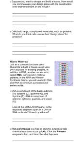 We would like to show you a description here but the site won't allow us. Gizmo Building Dna Answer Enzymes Read The Dna Code And Build A New Dna Molecule From Scratch Tim S Corner