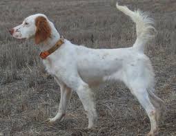 Many breeds of puppies for sale in palestine , some are sold cheap. English Setter Dogs For Sale Outback Kennels English Setter Dogs Dogs For Sale Poodle Puppy