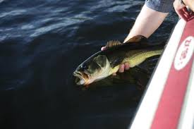 The largest free 4 letters words list online. 11 Ways To Make Money From Fishing Toughnickel Money