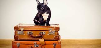 Small, medium, large product details: Faire Garder Son Animal Pendant Les Vacances City Pattes
