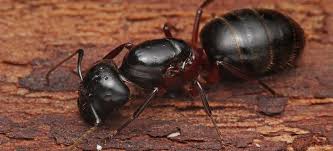 The ants will contact these dusts by. Carpenter Ants Get Rid Of Carpenter Ants Epestsupply Articles