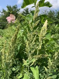 Image result for Agrostis epigejos